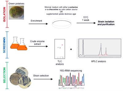 A Screening Method for the Isolation of Bacteria Capable of Degrading Toxic Steroidal <mark class="highlighted">Glycoalkaloids</mark> Present in Potato